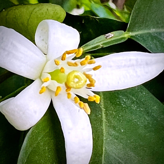 Work With Me Wednesday: Neroli Essential Oil