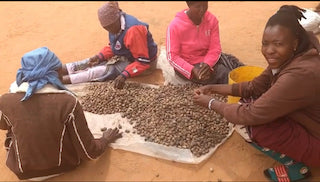 Here's A Peek At The Botswana Women Who Harvest Marula That Goes Into Our Body Oils