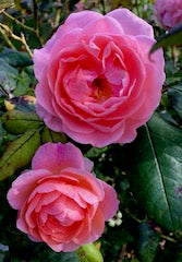 The Beauty Benefit of Rose Essential Oil
